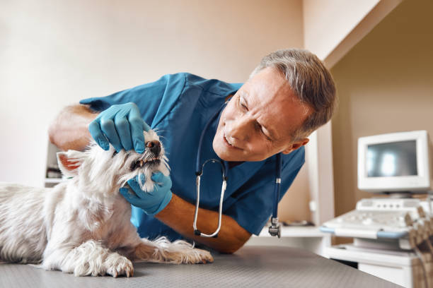 Best Emergency Dental Care for Broken or Chipped Teeth in Lorenz Park, NY
